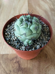 Ortegocactus Macdougallii