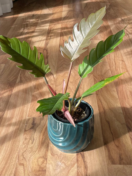 Philodendron Red Empress