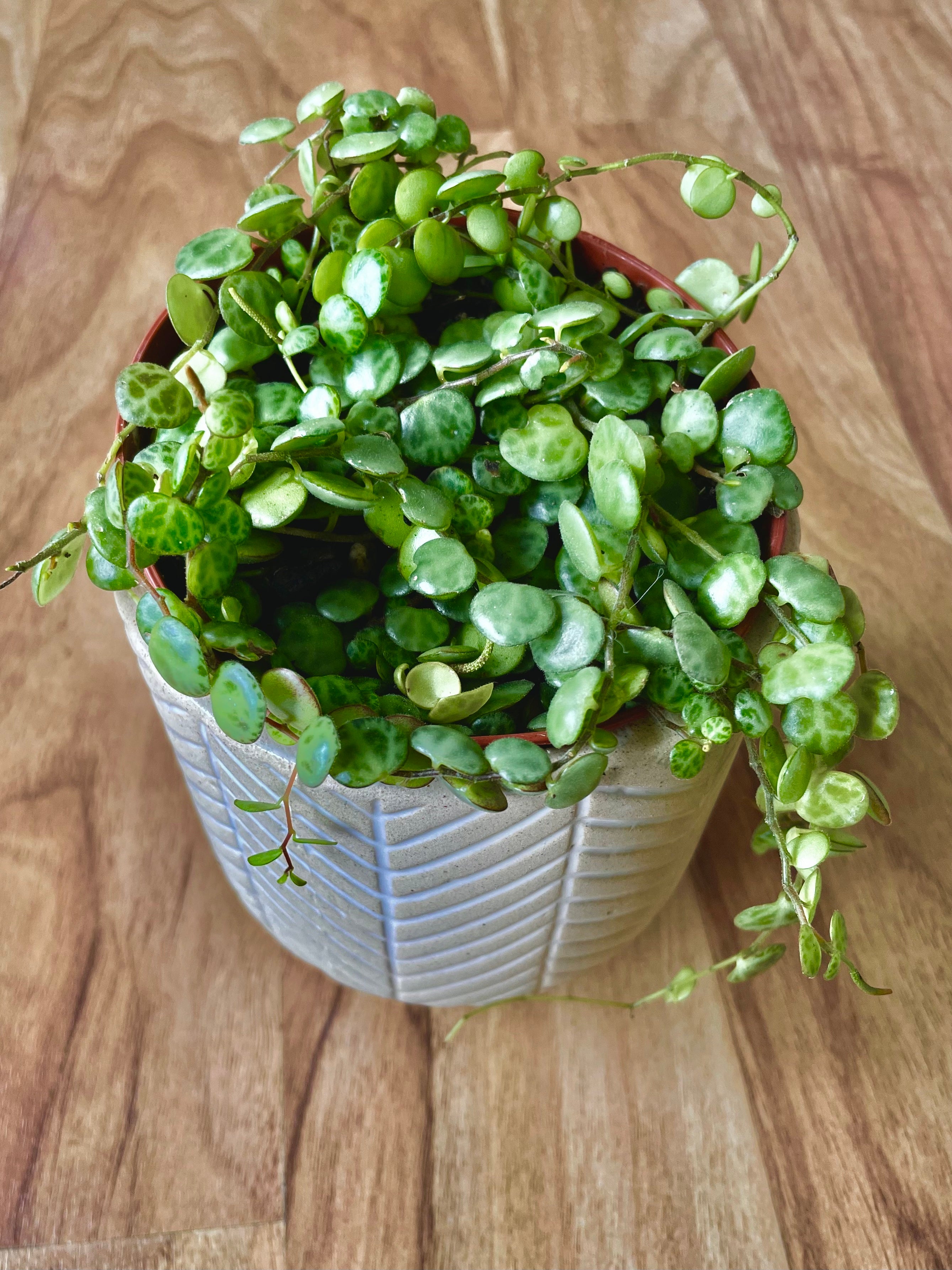 Peperomia Prostrata - String of Turtles