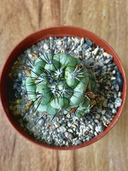 Ortegocactus Macdougallii