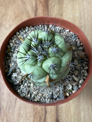 Ortegocactus Macdougallii