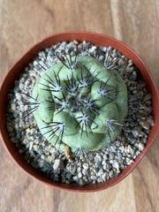 Ortegocactus Macdougallii