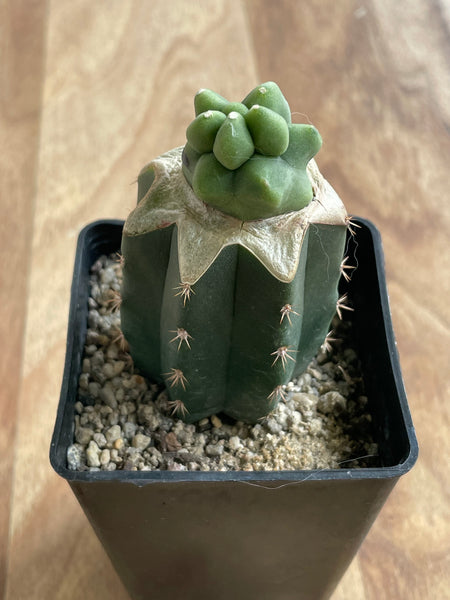 Grafted Totempole Cactus