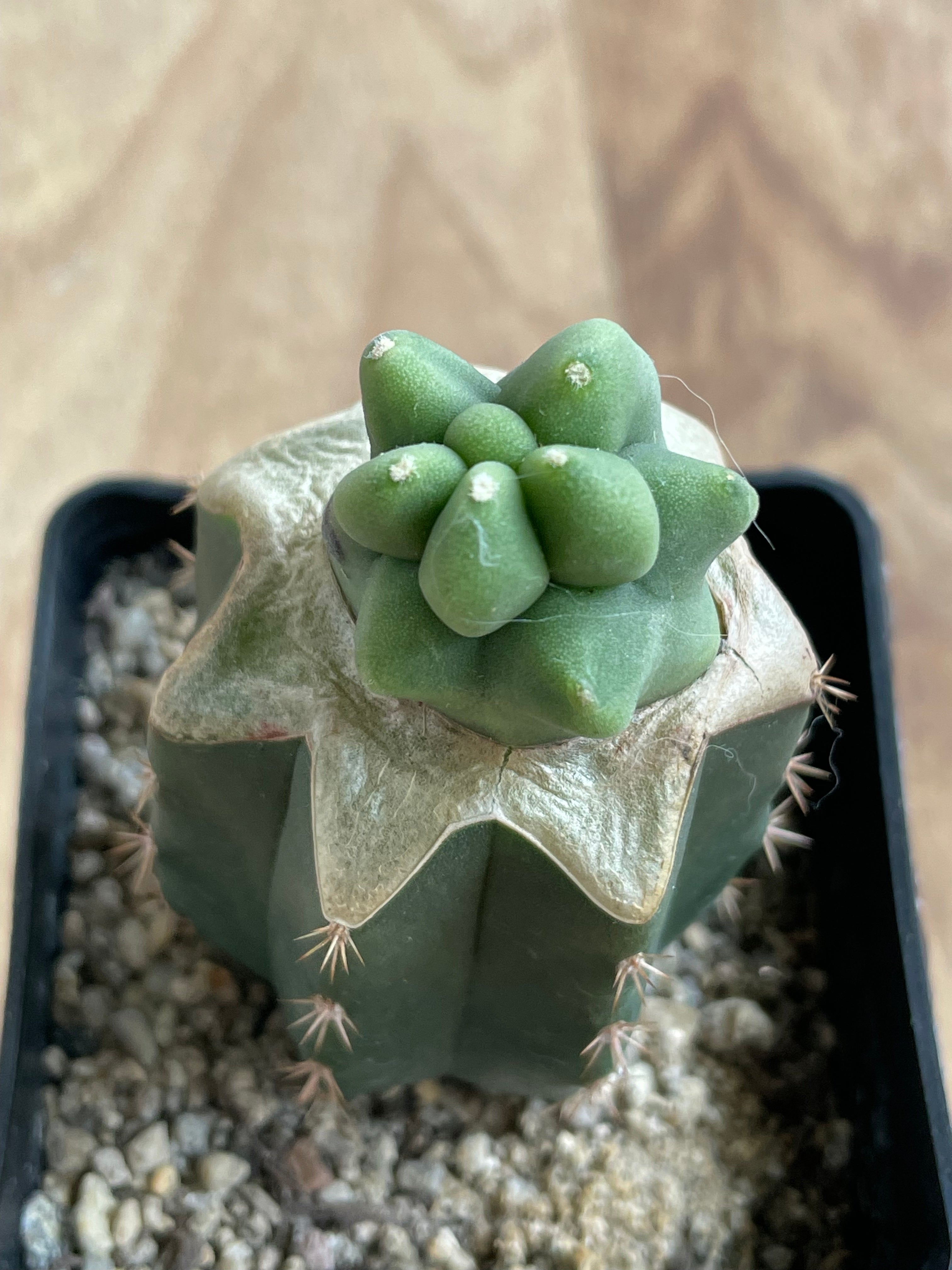 Grafted Totempole Cactus