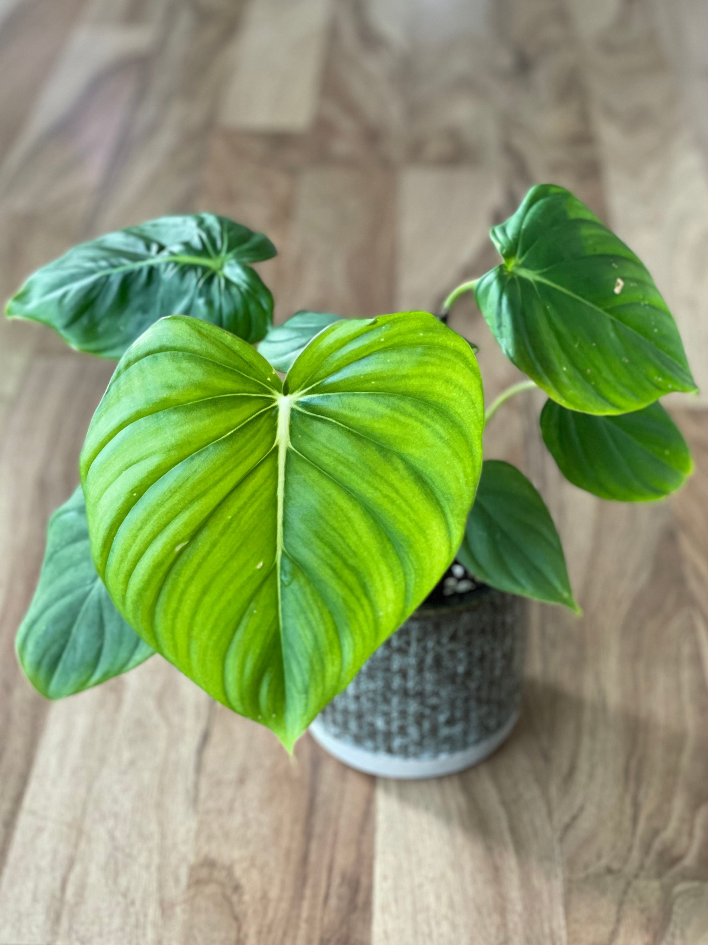 Philodendron 'Dean McDowell'
