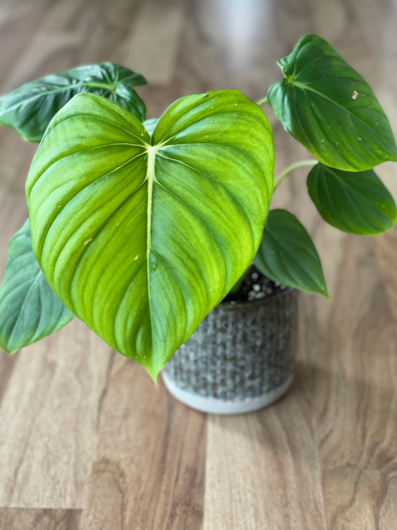 mcdowell philodendron Philodendron 'Dean McDowell'