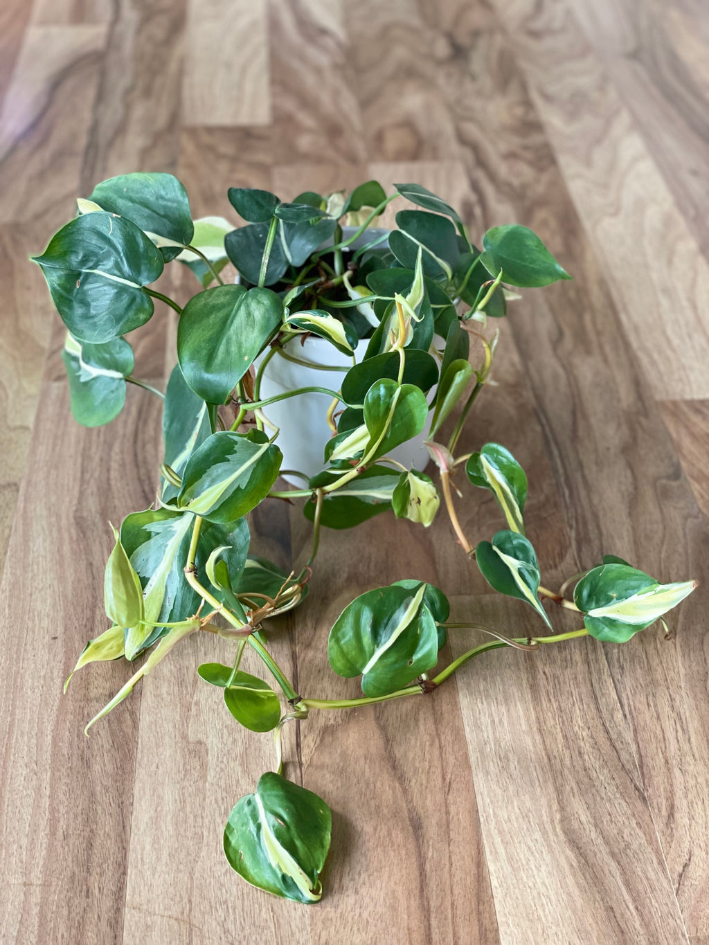 brasil philodendron nz Philodendron Hederaceum - Cream Splash