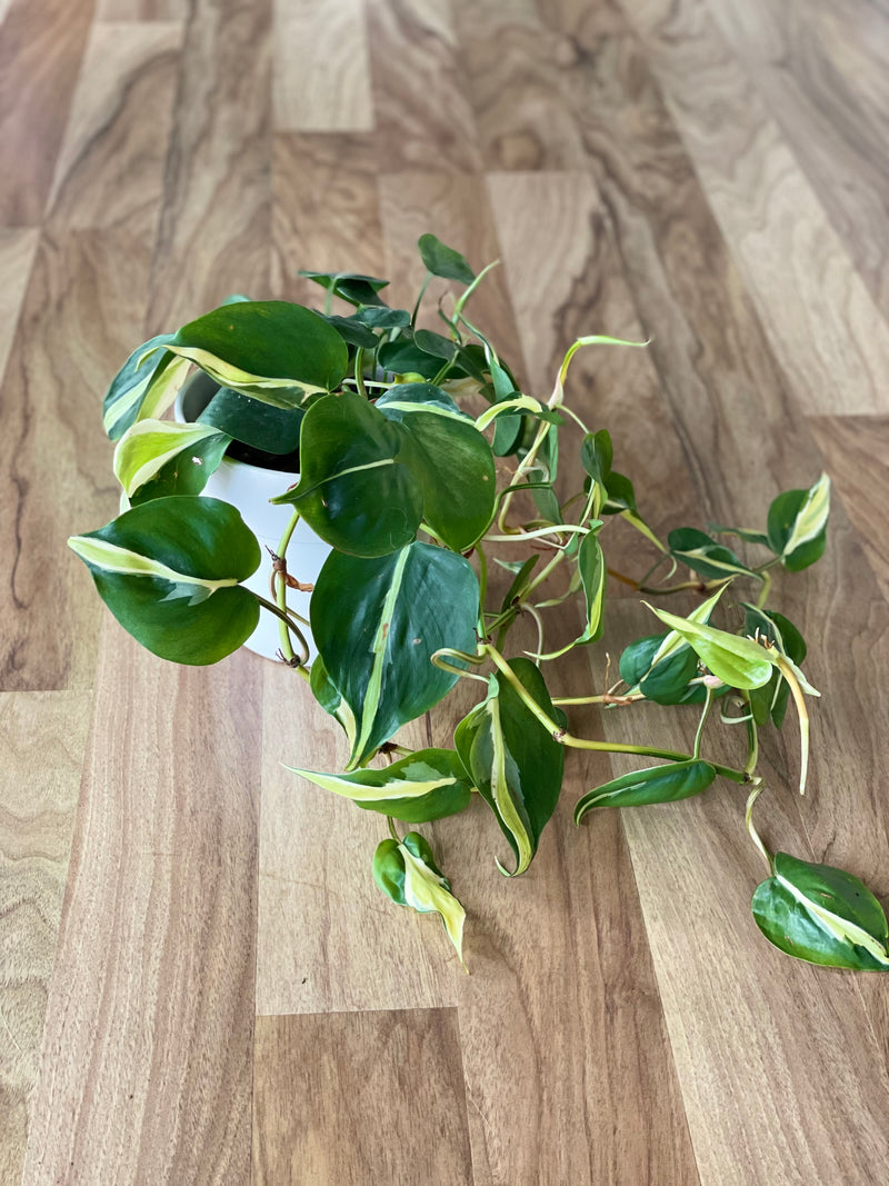 Philodendron Hederaceum - Cream Splash