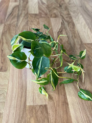 Philodendron Hederaceum - Cream Splash