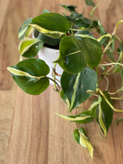 Philodendron Hederaceum - Cream Splash