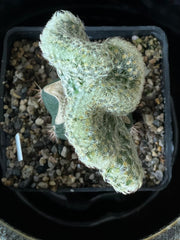 Mammillaria Elongata Cristata