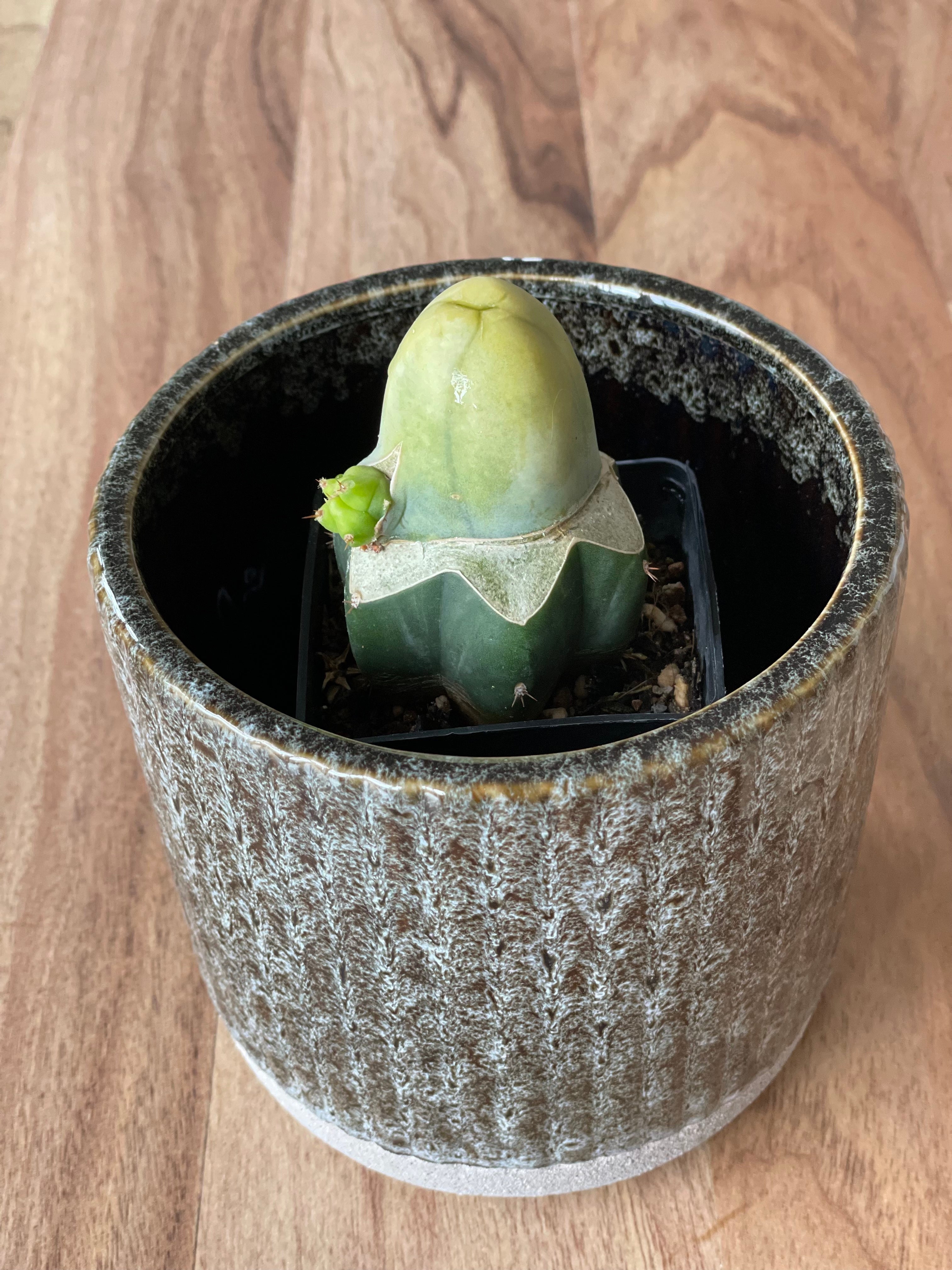 Grafted Trichocereus Bridgesii Forma Mostruosa Variegatus