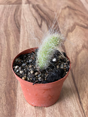 Cleistocactus Colademononis - Golden Monkey Tail Cactus