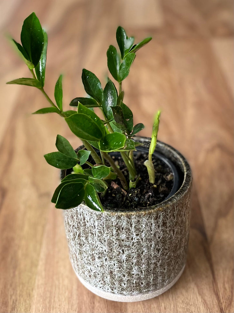 Zamioculcas Zamiifolia - Piccolo