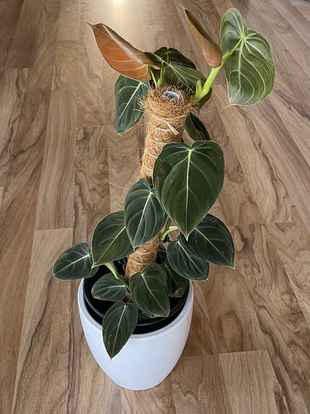 Philodendron Melanochrysum (Large Grade)