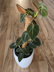 philodendron melanochrysum nz Philodendron Melanochrysum (Large Grade)