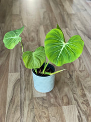 Philodendron Gloriosum