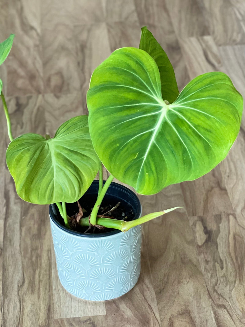 gloriosum philodendron nz Philodendron Gloriosum