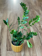 buy zz plant nz Zamioculcas Zamiifolia (ZZ Plant)