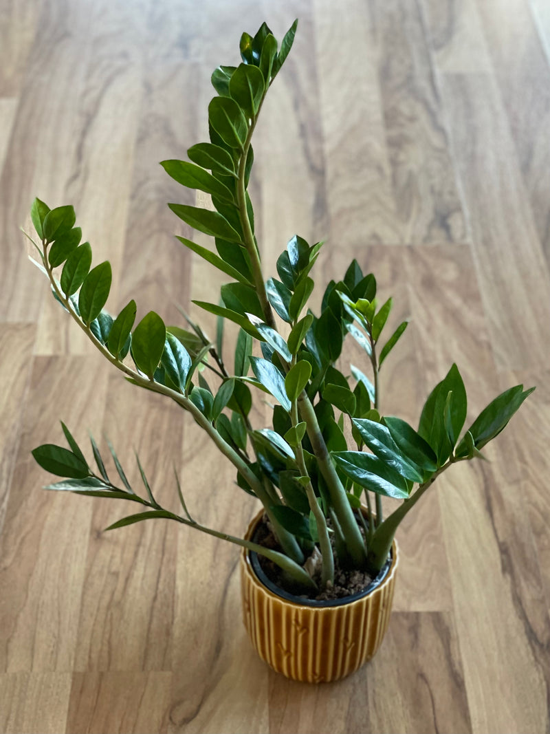 black knight zz plant Zamioculcas Zamiifolia (Black Knight)