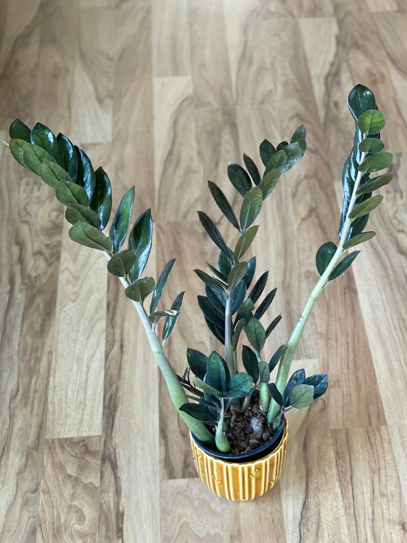 black knight zz plant Zamioculcas Zamiifolia (Black Knight)