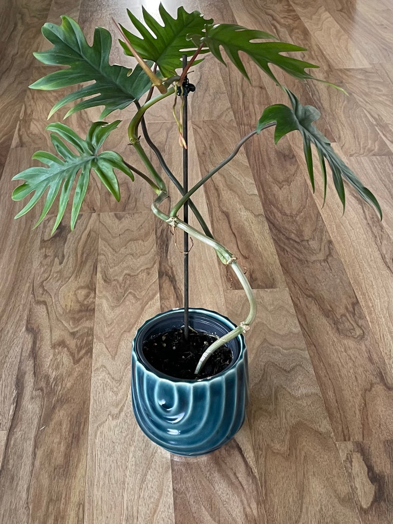 mature philodendron mayoi Philodendron Mayoi
