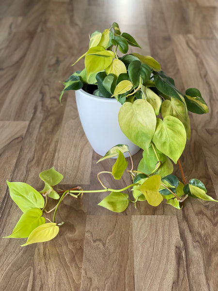 Philodendron Brazil (XL)