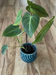 Philodendron Glorious