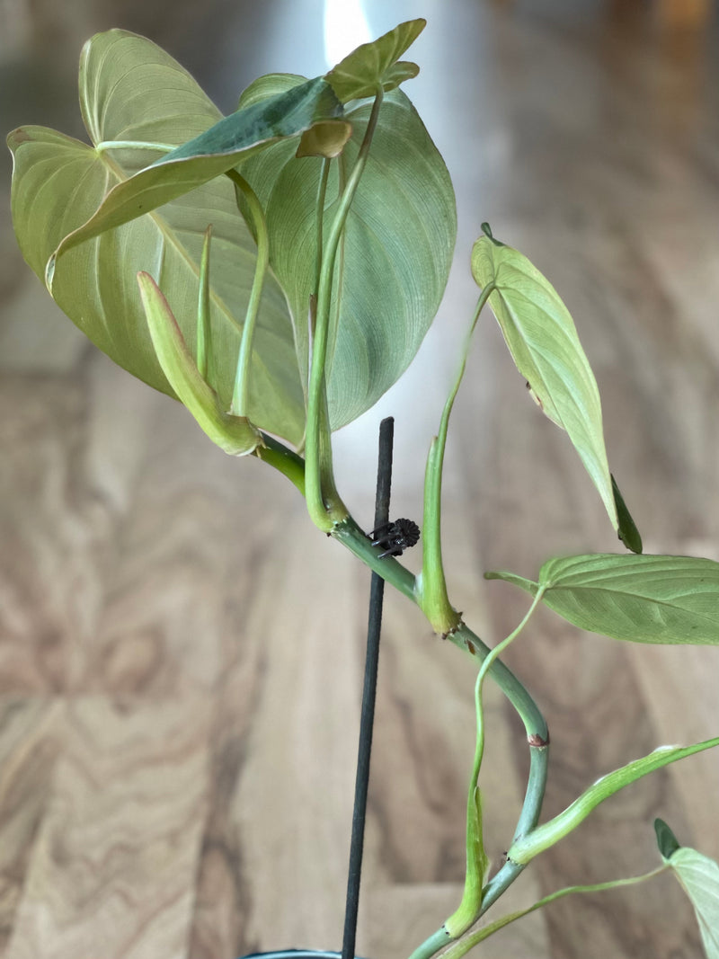 philodendron glorious Philodendron Glorious