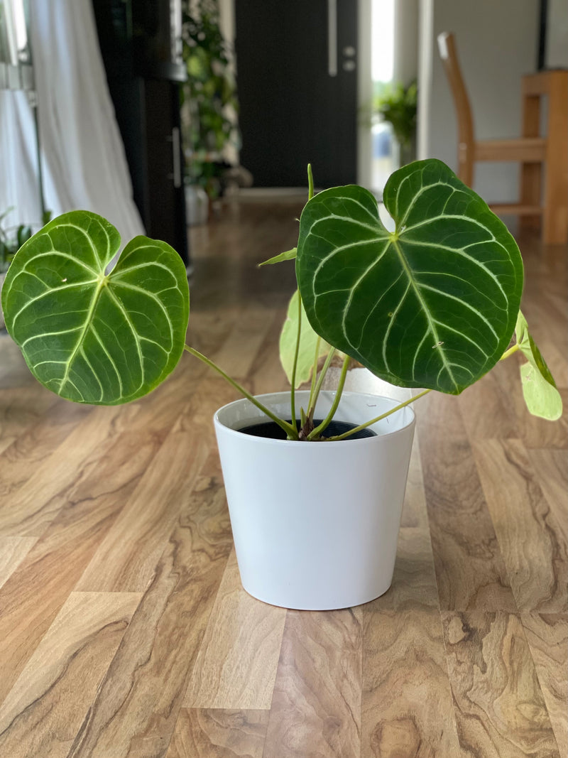 anthurium nz Anthurium Magnificum Large Grade