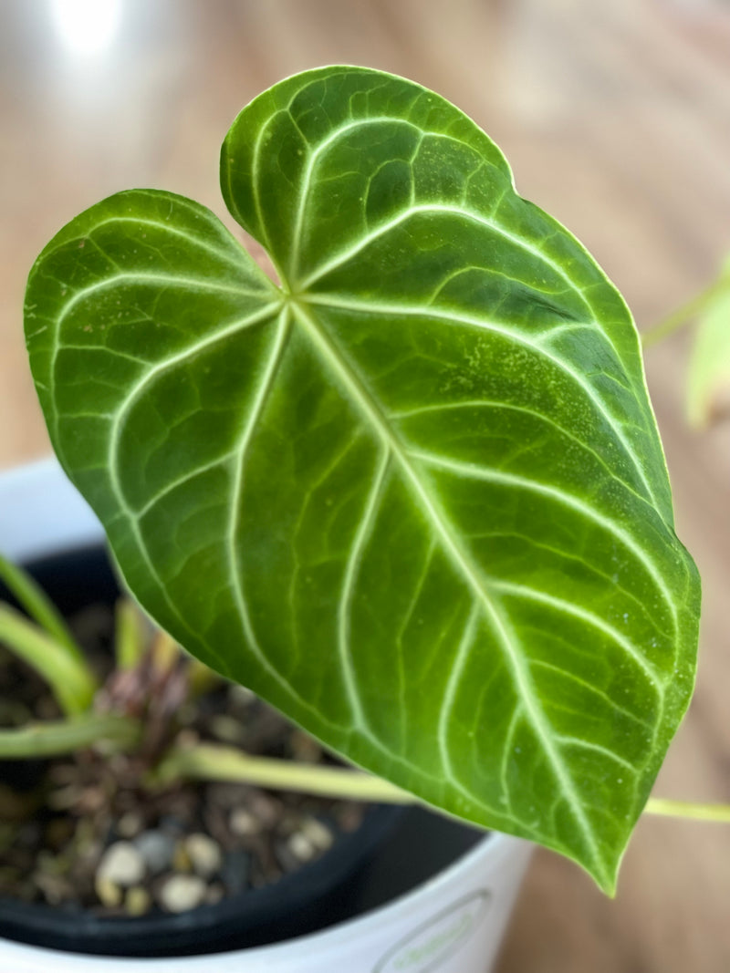 anthurium nz Anthurium Magnificum Large Grade