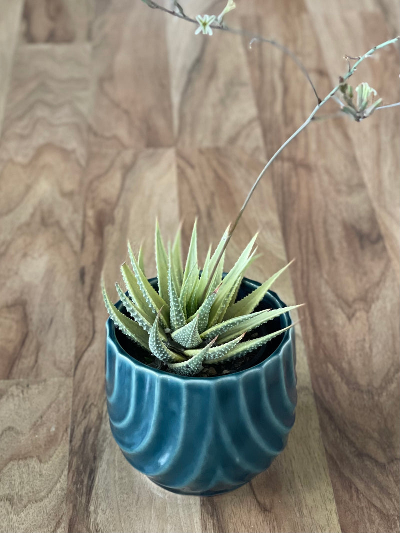 Variegated Haworthia Fasciata