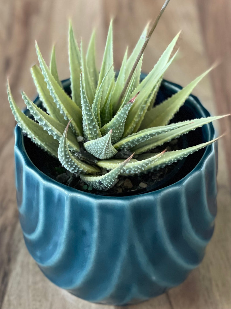 Variegated Haworthia Fasciata