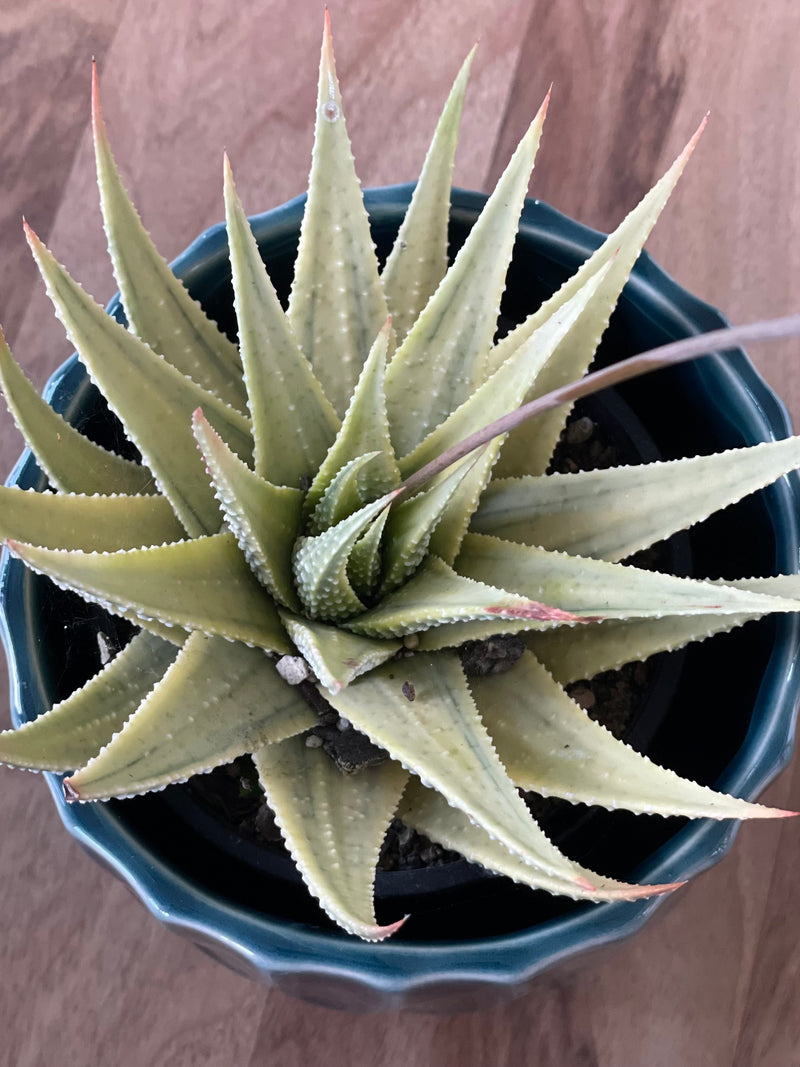 Variegated Haworthia Fasciata