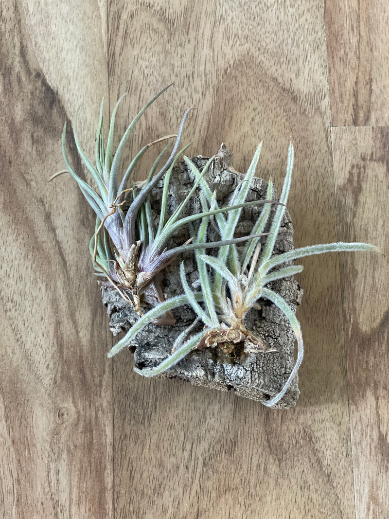 Air Plant Display - Albertiana and Crocata Large Form