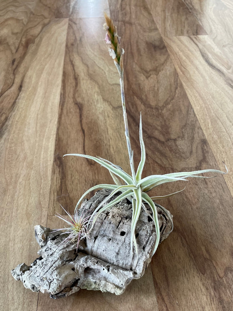 Air Plant Display - Little Sweetie and Funckiana