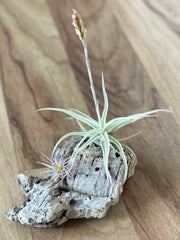 Air Plant Display - Little Sweetie and Funckiana
