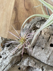 Air Plant Display - Little Sweetie and Funckiana