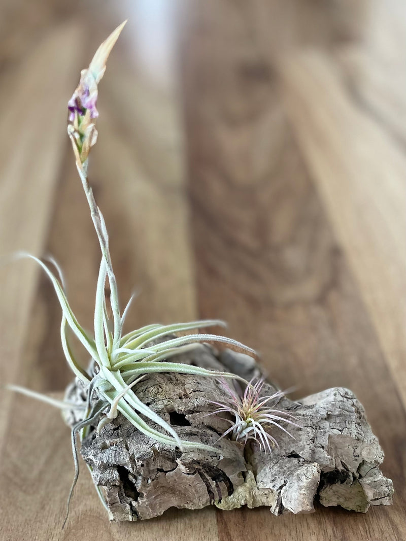 little air plants Air Plant Display - Little Sweetie and Funckiana