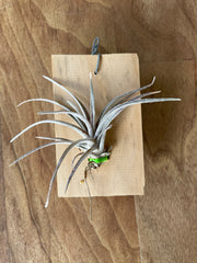 Tillandsia copanensis