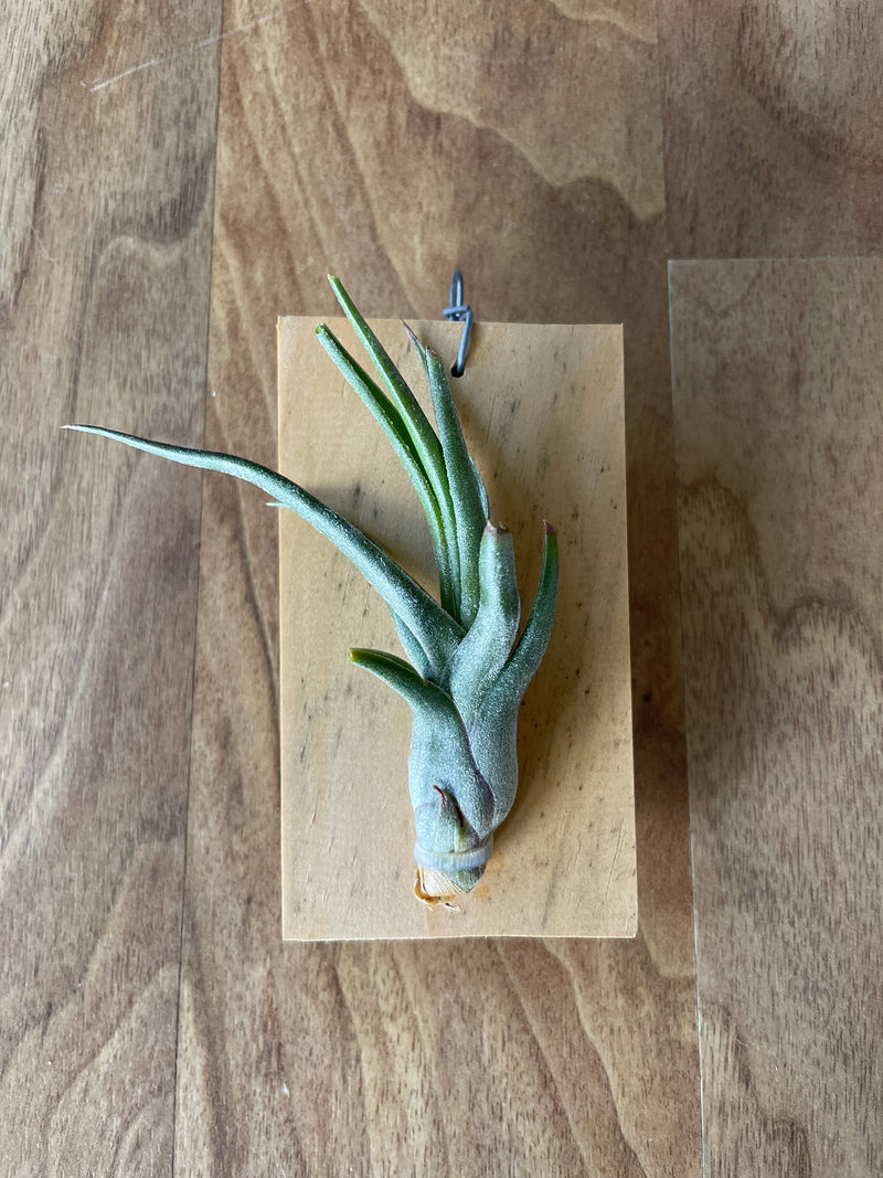 Tillandsia Hyde's Silver