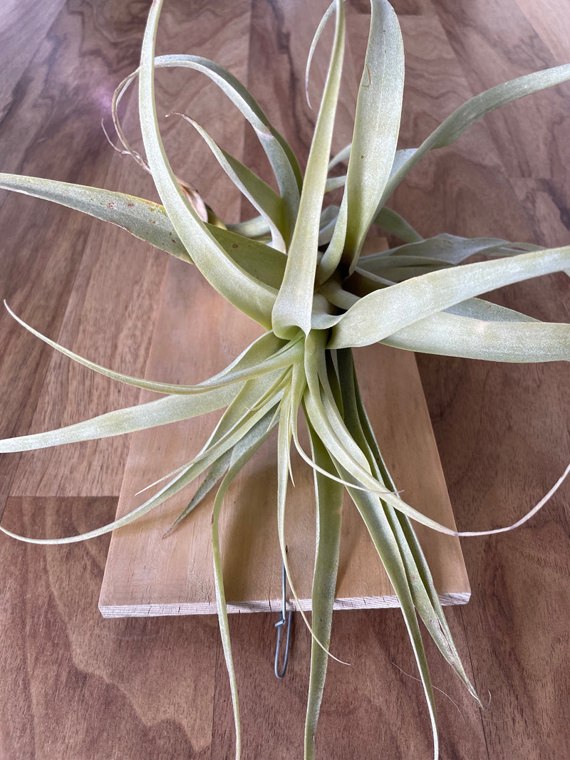 Tillandsia Latifolia