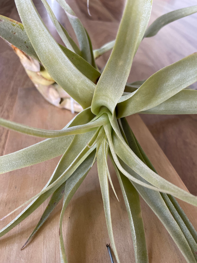 Tillandsia Latifolia