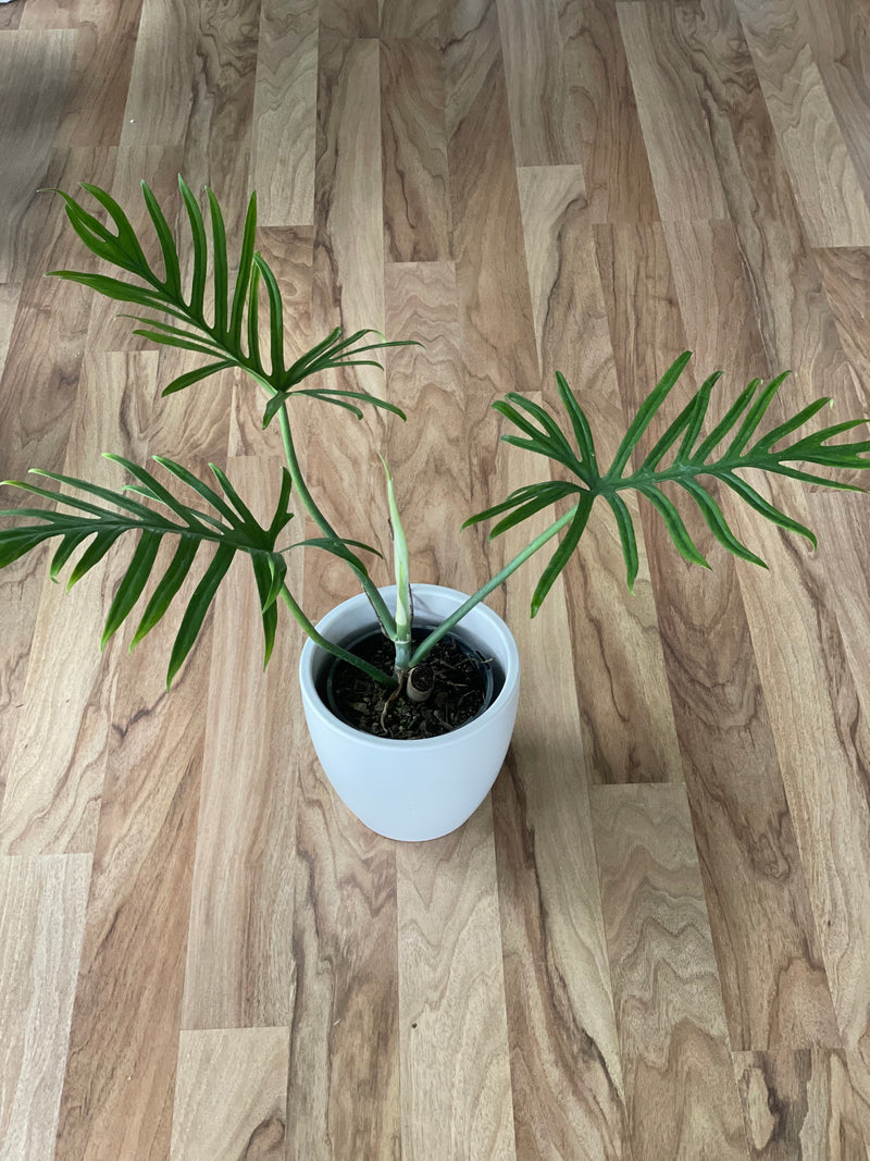 philodendron elegans Philodendron Elegans
