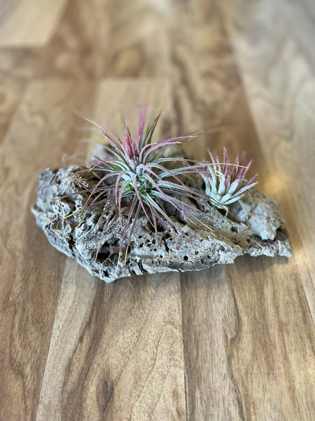 Air Plant Display - Mess it up red and Ionantha Fugo