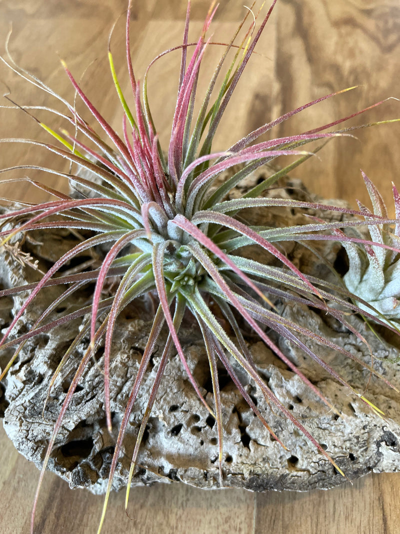 Air Plant Display - Mess it up red and Ionantha Fugo