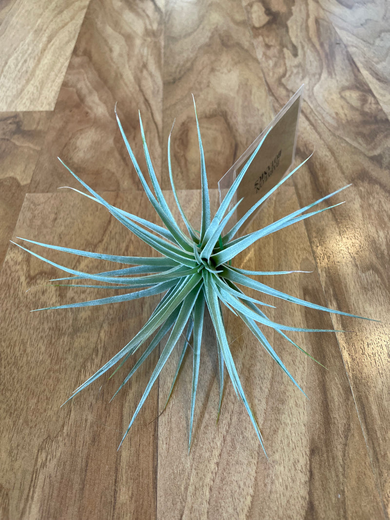 Tillandsia Houston  - Loose Plant