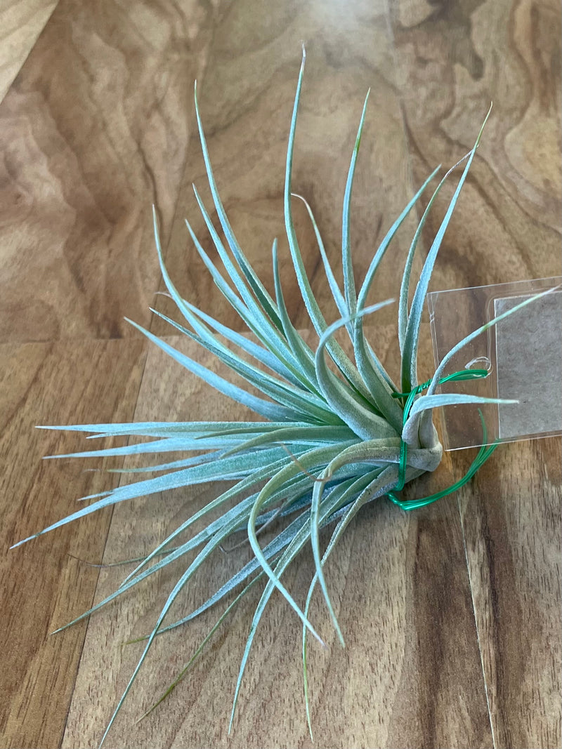 Tillandsia Houston  - Loose Plant