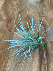 Tillandsia Houston  - Loose Plant