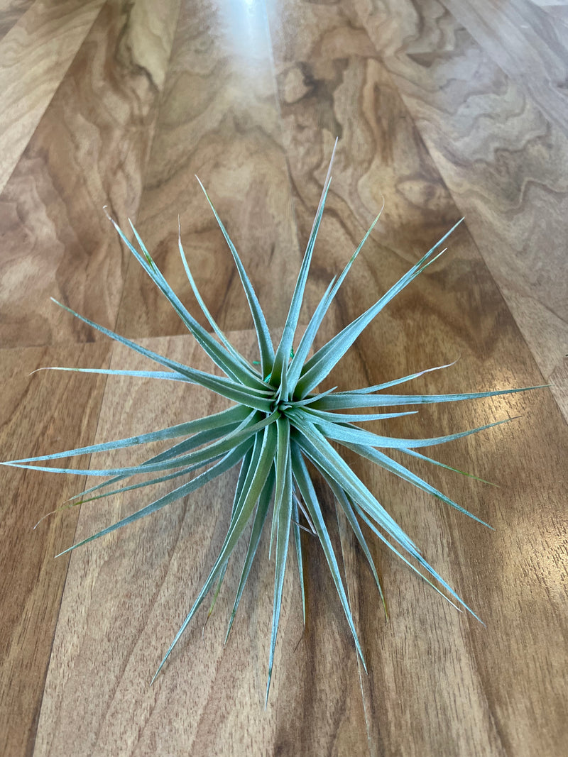 Tillandsia Houston  - Loose Plant